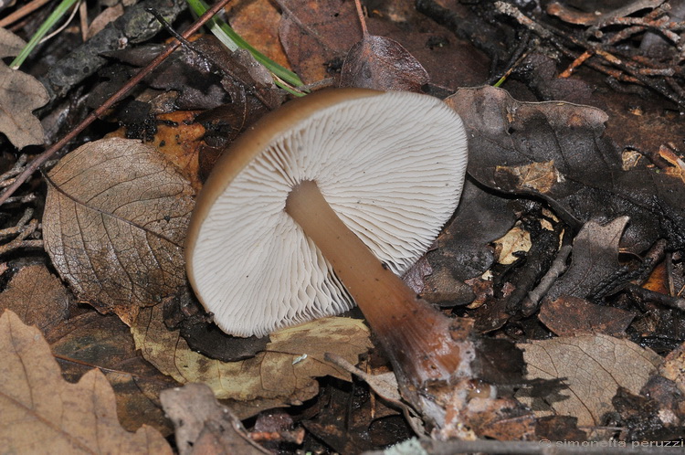 Escursione del tardo autunno nelle colline chiantigiane